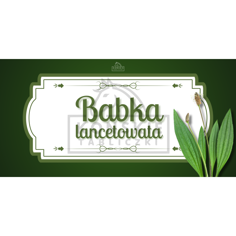 Herbs - babka lancetowata